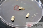 重庆大学教授研发“灭蟑绝招” 用真菌灭蟑螂 - 重庆新闻网