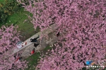 航拍重庆暖春樱花 浪漫满树如云霞 - 重庆晨网