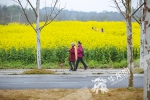 重庆有座江心岛 岛上开了上千亩花 - 重庆晨网