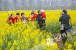 重庆有座江心岛 岛上开了上千亩花 - 重庆晨网