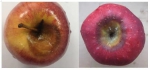 一外籍游客携带苹果检出病菌 重庆口岸首次截获“苹果癌症”疫情 - 重庆晨网
