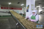 （图片故事）（15）涪陵榨菜：舌尖上的“国民下饭菜” - 重庆晨网
