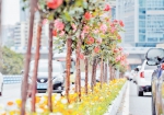 江北树状月季装点城市道路 - 重庆新闻网