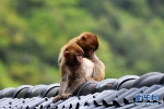 重庆有个“猴王谷” 谷里的野生猕猴萌萌哒 - 重庆晨网
