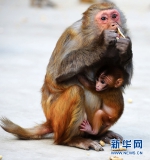 重庆有个“猴王谷” 谷里的野生猕猴萌萌哒 - 重庆晨网