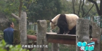 37岁啦！世界上最年长的圈养大熊猫就在咱们重庆 - 重庆晨网