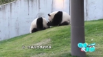 37岁啦！世界上最年长的圈养大熊猫就在咱们重庆 - 重庆晨网