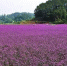 藏在重庆的“普罗旺斯”，今年初夏不能错过的紫色花海！ - 重庆晨网