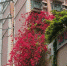 重庆现巨型“鲜花瀑布”，飞流直下3层楼，见证背后邻里关系 - 重庆晨网