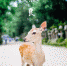 重庆这里也有“奈良的鹿”，和梅花鹿来个亲密接触吧~ - 重庆晨网
