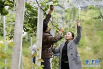 （社会）（4）重庆南川：“新农人”带产业下乡 助力乡村振兴 - 新华网