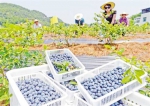 游人在中梁山采摘蓝莓。记者 张锦辉 摄 - 重庆新闻网