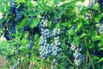 沙坪坝中梁镇500余亩蓝莓熟了！边摘边吃，约吗？ - 重庆晨网