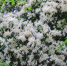 大洞河乡发现杜鹃新品种 数百株长蕊杜鹃争奇斗艳 - 重庆新闻网