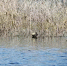 万里迁徙终成过去 今年汉丰湖的斑嘴鸭不走了 - 重庆晨网