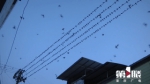 美成童话！这里每晚上万只燕子成群飞来“排排坐”，电线成“五线谱” - 重庆晨网