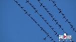 美成童话！这里每晚上万只燕子成群飞来“排排坐”，电线成“五线谱” - 重庆晨网