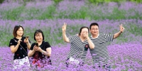 重庆南川：生态大观园乐享紫色浪漫 - 重庆新闻网