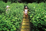 南山公园植物迷宫开放 - 重庆新闻网