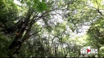 6月别约我！我要去重庆最美原始森林深呼吸 - 重庆晨网