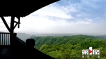 6月别约我！我要去重庆最美原始森林深呼吸 - 重庆晨网
