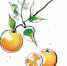 重庆掌故丨汁多味甜的忠州柑橘 和白居易有啥关系 - 重庆晨网