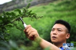 （图片故事）（11）独臂农民的“绿色致富梦” - 新华网
