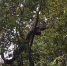 护林人员忽听头顶窸窣作响，抬头看到一条2.4米长大蛇 - 重庆晨网