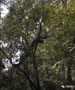 护林人员忽听头顶窸窣作响，抬头看到一条2.4米长大蛇 - 重庆晨网