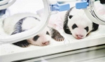 重庆动物园四只大熊猫宝宝面向全球征名 - 重庆新闻网