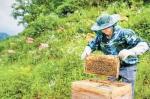 7月29日，在石柱中益乡华溪村蜜蜂谷，村民刘益洪在此养蜂。记者 张锦辉 摄 - 重庆新闻网