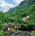 能飞天爬树“走T台”！秀山土鸡将霸屏央视多个频道，持续一个月 - 重庆晨网