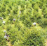漫山遍野的油茶树将带动村民脱贫。（酉阳县委宣传部供图） - 重庆新闻网
