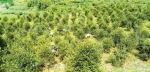 漫山遍野的油茶树将带动村民脱贫。（酉阳县委宣传部供图） - 重庆新闻网