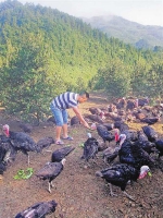 返乡青年游敏在油茶林下喂养火鸡。 记者 左黎韵 摄 - 重庆新闻网