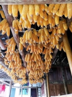又到一年秋收季 金黄玉米挂满农家小院 - 重庆新闻网