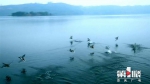 旅行何必去远方！重庆这些湿地公园个个颜值爆表 - 重庆晨网