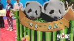 双重喜庆！熊猫宝宝的名字 就这么定了 - 重庆晨网
