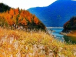不用去稻城亚丁，重庆这里就藏着世界级的秋色！ - 重庆晨网