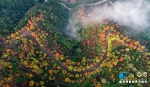 大自然的调色板！巴南彩色森林如七彩画卷 - 重庆晨网
