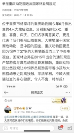 重庆动物园被爆私带游客接触熊猫幼崽 市林业局：情况属实，正督促整改 - 重庆晨网