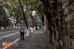 《少年的你》带火重庆最美街道，真实的它竟如此梦幻！ - 重庆晨网