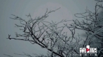 开州雪宝山迎来今冬首场降雪 迎风口树枝上还有雾凇哦 - 重庆晨网