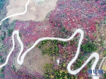 澎溪河两岸的红叶红了 ：层林尽染，漫山红透！ - 重庆晨网