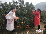三峡重庆库区柑橘首次自营出口 三块五一斤 - 重庆晨网