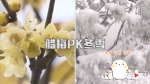 腊梅VS冬雪，重庆冬日两大美景怎么选？ - 重庆晨网