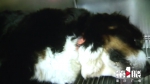 爱犬寄养一天死亡 宠物店声称无责 - 重庆晨网