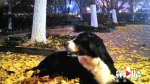 爱犬寄养一天死亡 宠物店声称无责 - 重庆晨网