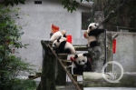 图配四胞胎大熊猫想要压岁钱怎么办？ 赶紧(4049774)-20200121154203.jpg - 重庆晨网