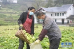 （经济）（2）重庆涪陵：榨菜产业防疫生产两手抓 - 新华网